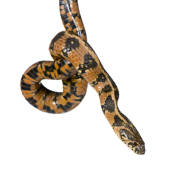 Green Whip Snake, Hierophis viridiflavus, ripresa in studio
 - Foto, immagini
