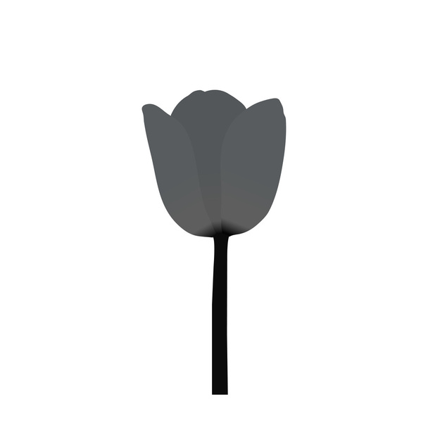 vecteur de tulipes sur fond blanc
 - Vecteur, image