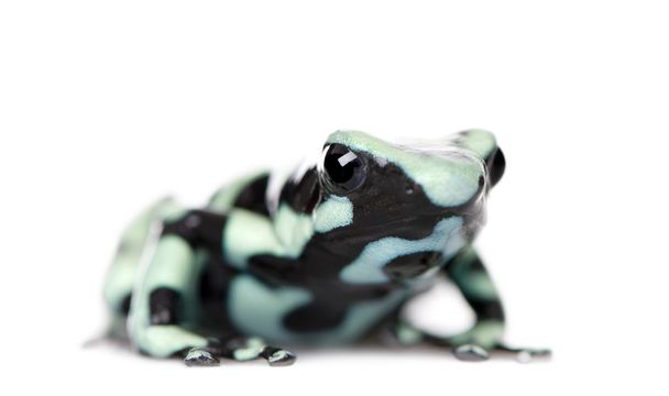 Green and Black Poison Dart Frog, Dendrobates auratus, sobre fondo blanco, plano de estudio
 - Foto, Imagen