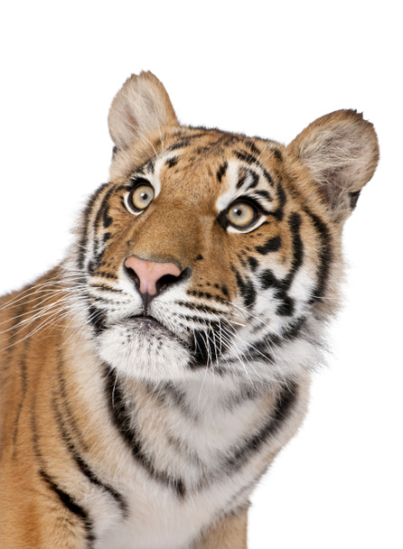 Retrato de cerca del tigre de Bengala, Panthera tigris tigris, 1 sí
 - Foto, imagen
