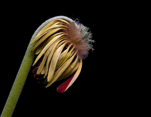 Flor de dália amarela moribunda
 - Foto, Imagem