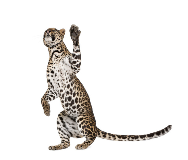 Leopard, Panthera pardus, valkoisella pohjalla, studiokuva
 - Valokuva, kuva