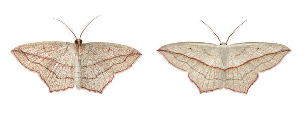 Blood-vein moths, Timandra comae - Photo, Image