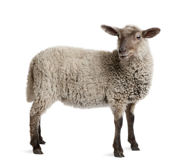 Lamb, 5 months old, standing in front of white background, studi - Photo, Image