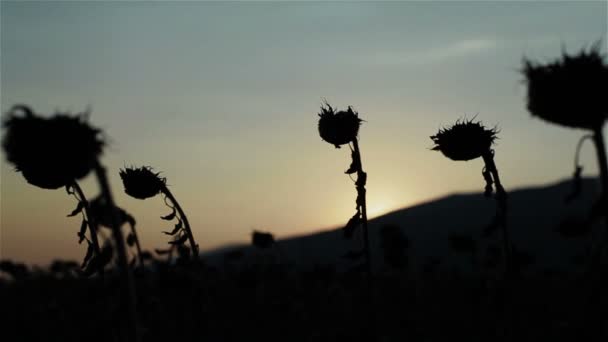 Silhouetted heads of dry sunflowers in field against sunset or sunrise sky. Focus shift from mountain to flowers and back - Footage, Video