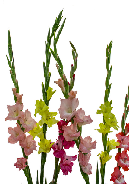 Gladiolus flowers stalks on white - Photo, Image