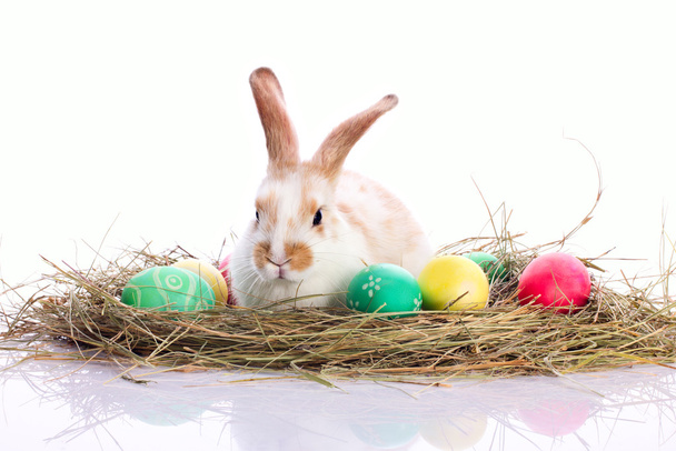 Conejo de Pascua en pastos de terciopelo
 - Foto, imagen