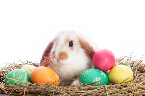 Funny little rabbit and easter eggs - Photo, Image