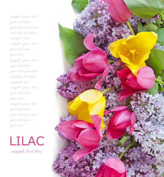 belles tulipes et fleurs lilas sur fond blanc avec de l'espace pour votre texte - Photo, image