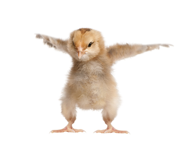 Araucana Chicken, 8 days old, in front of a white background - Photo, Image