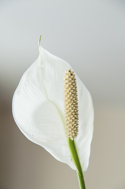 Spathe Flower with white bract - Φωτογραφία, εικόνα