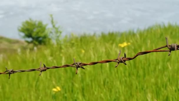 Barbed wire with green grass on background. - Footage, Video