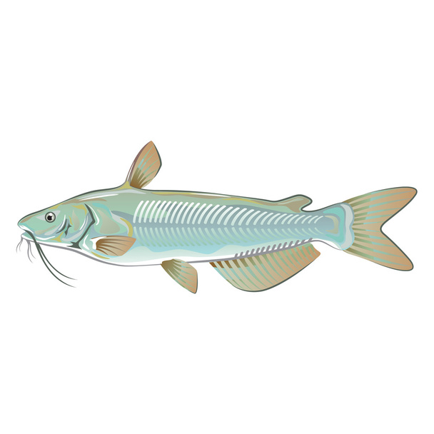 Channel catfish game fish farm fish seafood market - Vector, Image