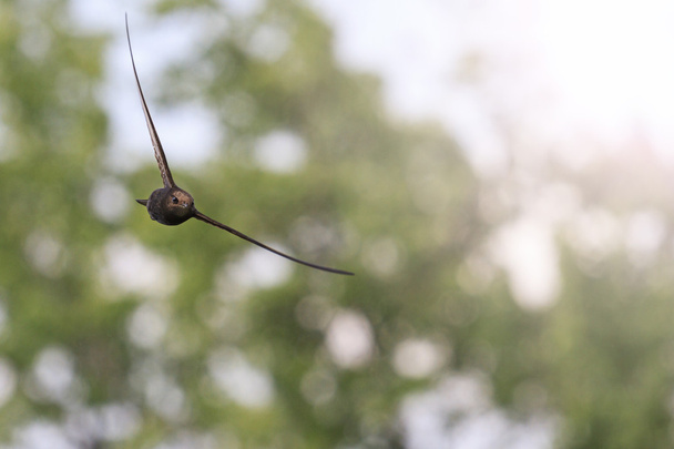 ホット スポットの日当たりの良い木の背景に対して飛ぶヨーロッパアマツバメ - 写真・画像