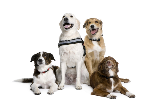 groep van bastaard honden zit op witte achtergrond - Foto, afbeelding