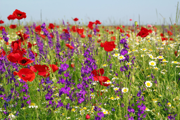 Meadow with wild flowers spring scene - Photo, Image
