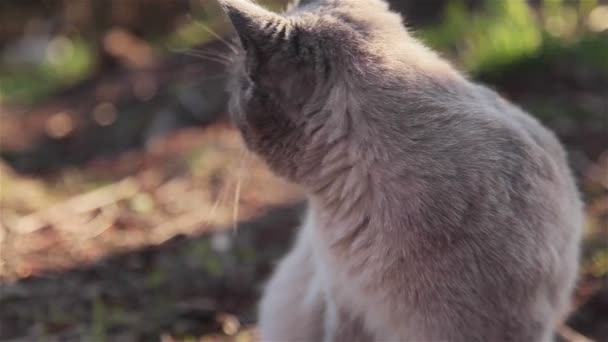 Vrijgegeven huisdieren gedrag in natuurlijke omgeving voorzichtig grijze kat met blauwe ogen likken lippen schoonmaken van zijn vacht plotseling huiveren en vervolgens voorzichtig ruikende gras op zoek rond en op de camera - Video