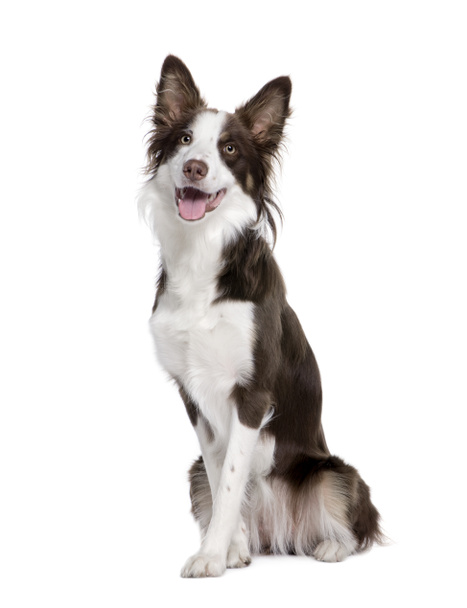 Border Collie, 1 year old, sitting in front of white background - Photo, Image