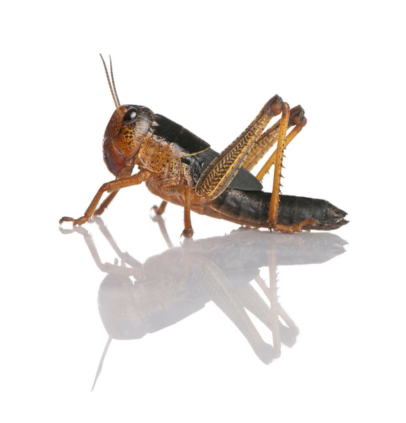 Side view of grasshopper from Asia in front of white background, - Photo, Image