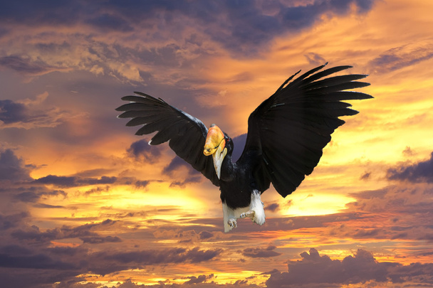 Orrszarvú madár az Ön repülés közben - Fotó, kép