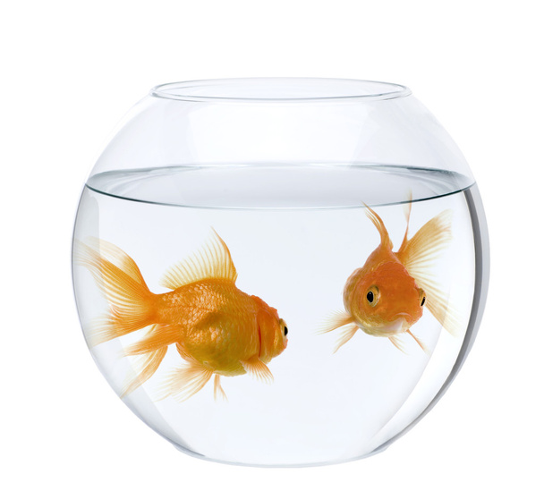 Due pesci rossi in una ciotola di pesce, davanti a sfondo bianco
 - Foto, immagini