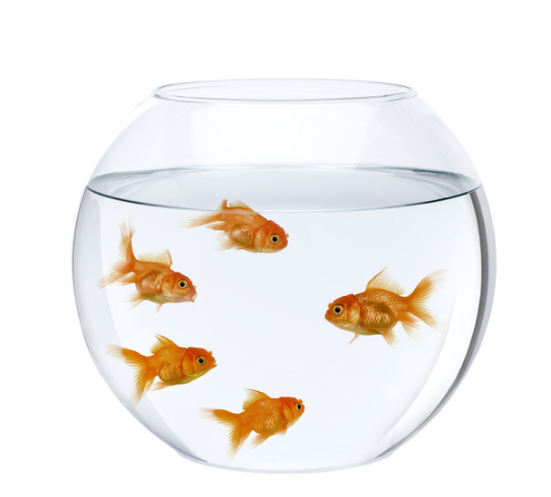 Cinque pesci rossi in una ciotola di pesce, davanti a sfondo bianco
 - Foto, immagini