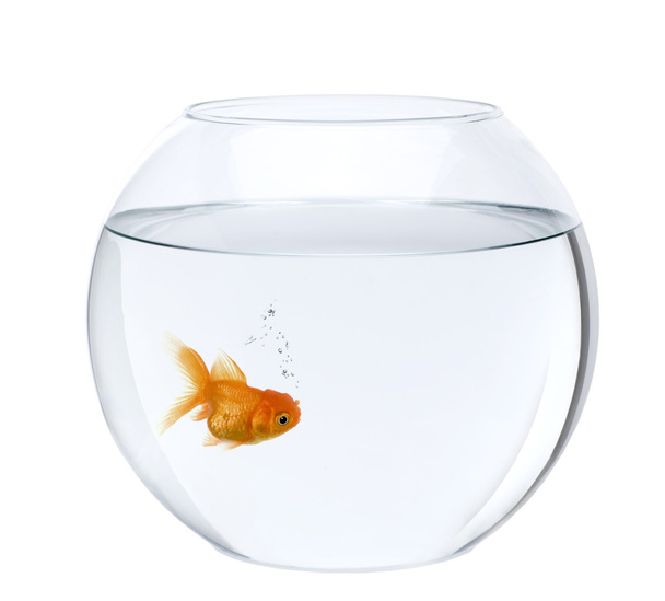 Золотая рыбка в аквариуме, на белом фоне, студийная съемка
 - Фото, изображение