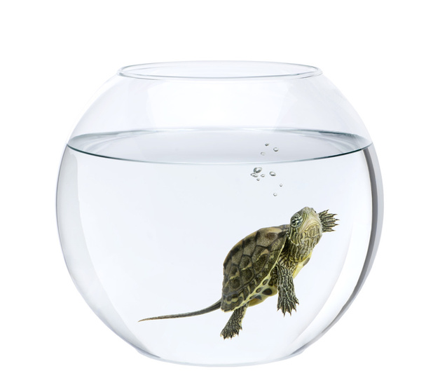 Маленька черепаха плаває в рибній мисці, перед білим тлом
 - Фото, зображення