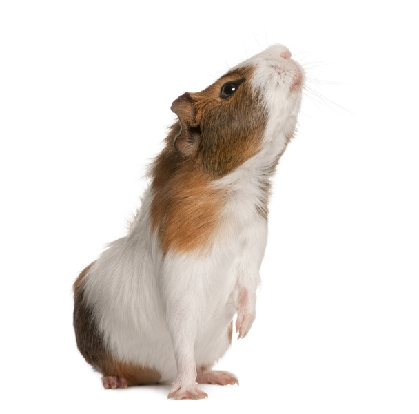 Guinea pig, Cavia porcellus, sniffing in front of white background - Photo, Image