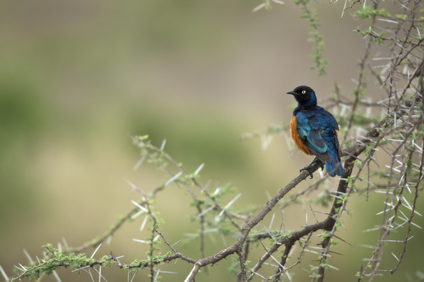 Špaček na větev, národní park serengeti, serengeti, Tanzanie - Fotografie, Obrázek