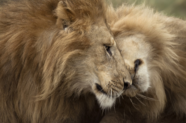 タンザニア セレンゲティ、セレンゲティ国立公園、2 つの大人のライオン - 写真・画像