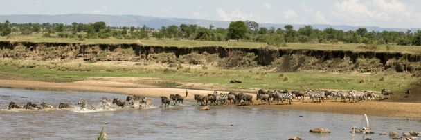 Гну и зебра пересекают реку в Серенгети, Танзан
 - Фото, изображение