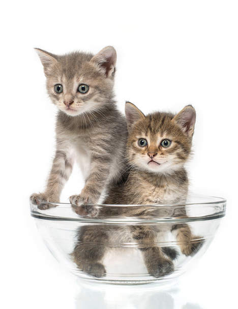pár kis cica-ban az üveg edény - Fotó, kép