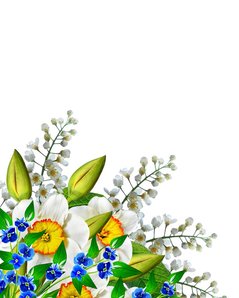 våren blommor narcissus isolerad på vit bakgrund - Fotoğraf, Görsel