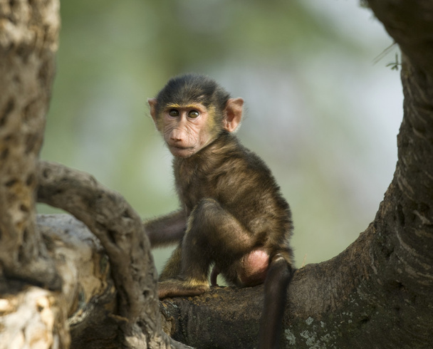 Mono bebé sentado en el árbol en el Serengeti, Tanzania, Afri
 - Foto, imagen
