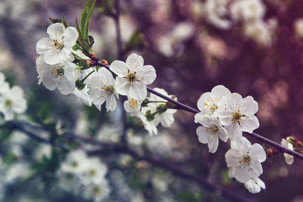 migdałowy kwiaty, wiosna kwiaty - Zdjęcie, obraz