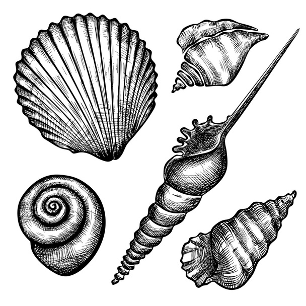 zbiór różnych seashelsl - Wektor, obraz