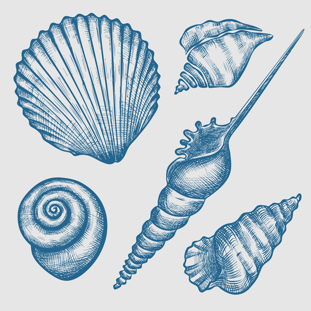 conjunto de varias conchas marinas
 - Vector, imagen