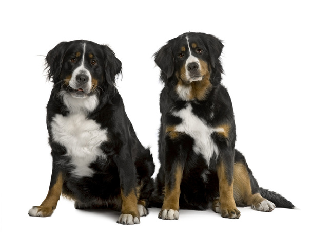 Two Bernese mountain dogs 2 years and 7 months old, sitting in f - Photo, Image