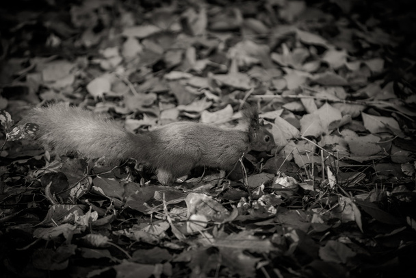Écureuil dans les feuilles d'automne
 - Photo, image
