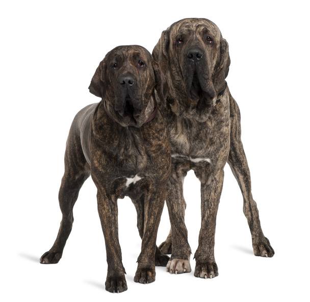 Fila braziliero or Brazilian Mastiffs, 18 months old, standing in front of white background - Photo, Image