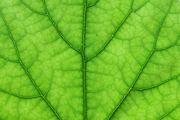 Green leaf macro - Foto, Bild