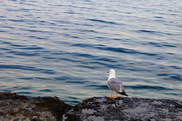 Seagull looking on sea - Φωτογραφία, εικόνα