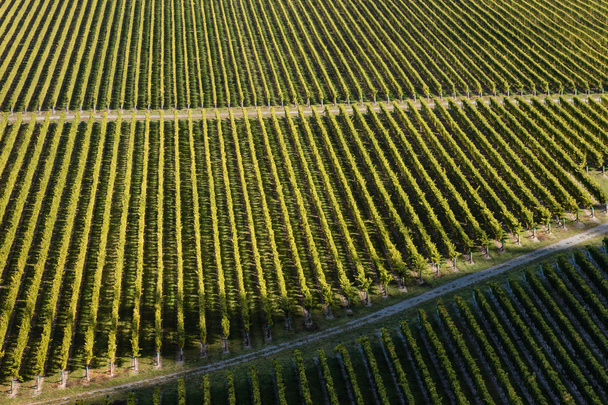 grapevine growing in vineyard  - Zdjęcie, obraz
