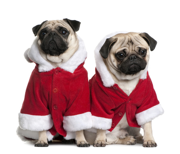 Two Pugs in Santa coats, 1 and 2 years old, sitting in front of white background - Photo, Image
