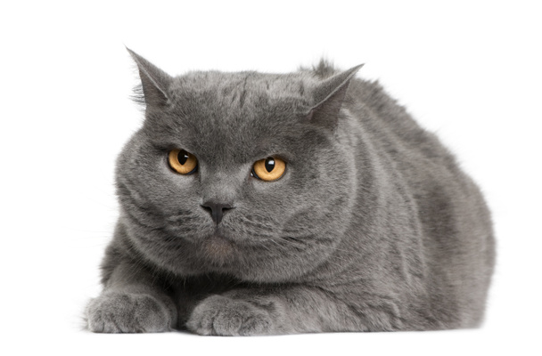 Chartreux cat, 7 years old, sitting in front of white background - Photo, Image