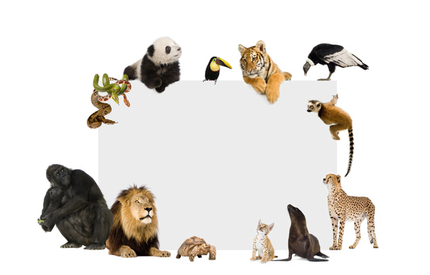 Luonnonvaraisten eläinten ryhmä tyhjän julisteen ympärillä
 - Valokuva, kuva