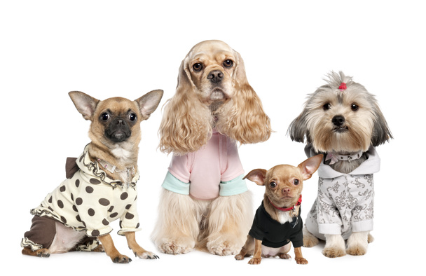 Groupe de 4 chiens habillés : chihuahua, shih tzu et Cocker Spaniel
 - Photo, image