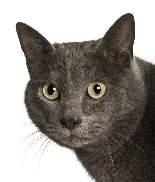 Chartreux cat, 2 years old, in front of white background - Photo, Image