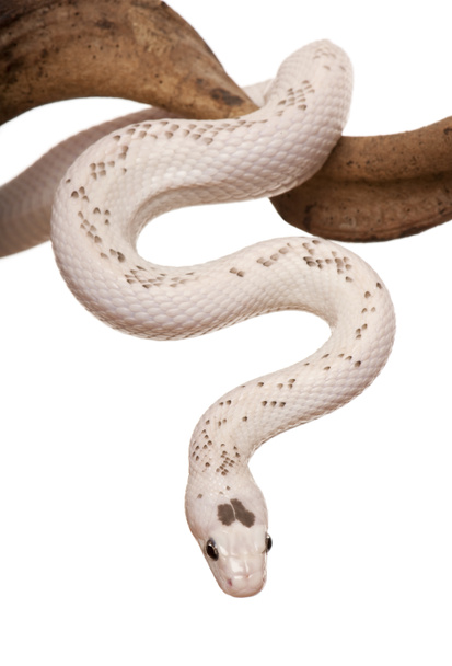 Serpent glissant devant fond blanc, plan studio
 - Photo, image